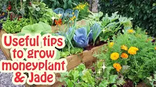 Pruning pothos and jade for best their growth