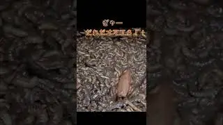 大量発生したウジ虫を手にとって観察