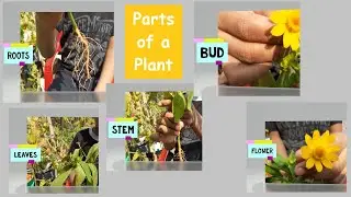Parts of a Plant I Live Demo l Science Education for Kids