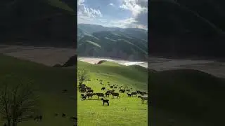 wolf attacks sheep #shortvideo #trending #wolfattack #sheep #automobile #fyp #trendingvideo