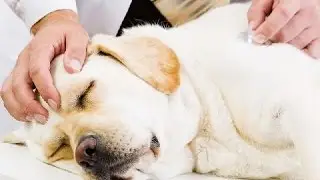 Que es la Oncología - Mastocitoma Canino - TvAgro por Juan Gonzalo Angel