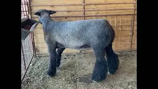 Chabot Show Lambs & Benson Livestock | Midnight Oil