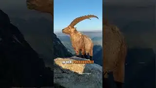 Markhor &ndash; Die Schraubenziege der Berge 🧗&zwj;♂️🐐 || #markhor #gebirge #wildziege