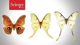 Watch how battles with bats give moths such flashy tails
