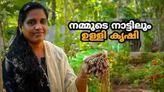 ഉള്ളി കൃഷിയുടെ വിളവെടുപ്പ്  | Ulli Krishi | Onion Harvesting in Malayalam