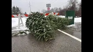 Christmas tree recycling and KDL reading challenge
