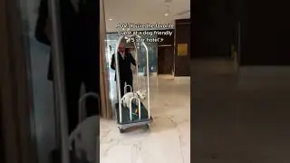 Puppy Is King At This Five Star Dog Friendly Hotel! #shorts