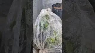 Propagation of Golden Duranta Using ICU method