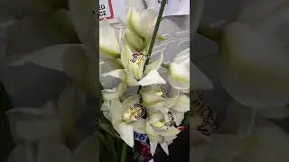 Beautiful cymbidium flowers