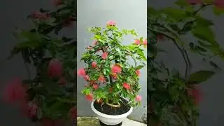 Cara Agar Bonsai Berbunga Lebat 🌺🌺🌺 #belajarbonsai #bonsaiberbunga #hiphipgarden #shorts