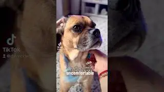 it&rsquo;s better to be naked #dog #puggle #dogshorts #youtubeshorts