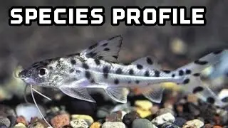 Профиль видов сома Pictus