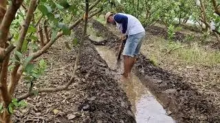 SMART SIMPLE TOOL FARMERS USE TO EASILY DREDGE WATER CHANNELS!  -Agriculture Farming