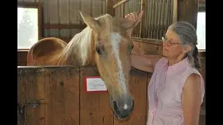 Horse Hormones and Trainability