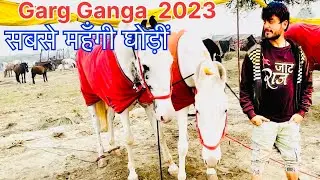 गढ़ गंगा 2023 || सबसे महँगी घोड़ीं 🎠 || Gadho Ka Mela Garh Ganga 2023 🎠🐴🏇🐎