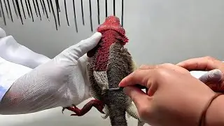 Amazing! ASMR Peeling Skin Off My Lizard | Super Satisfying!