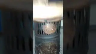 Rare antics