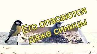 Этого проказника боятся даже синицы, скрытое наблюдение за поползнем/Sitta europaea