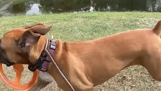 Boxer Dogs running around and catching frisbees in slow motion - GoPro 13 Black