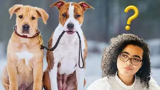 Do NOT Hire a Dog Trainer... Unless You Ask These 5 Critical Questions