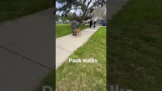 7 dogs at group class. With great leash walking #puppy #dog #dogtrainer #dogobedience #puppytraining