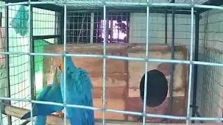 Blue and gold Macaw Mating/Breeding period