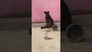 The strange posture of the dog. #dog #funny #pets #animals #cute