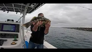 Catching Calicos At The Long Beach Break Wall (Fishing)