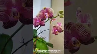 Orchid Exhibition &mdash; Orchidium, spring 2024, Moscow