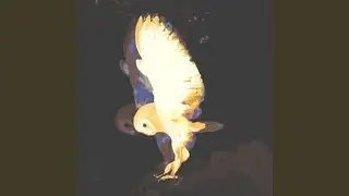 3DB