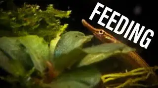 Freshwater Pipefish Feeding (How To Feed)