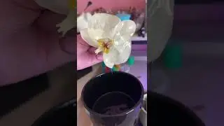Level 3 Blossom and Love DIY Resin Jewelry Kit. UV Resin Flower Preservation.