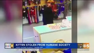 CBS 5: Zeus the Stolen Kitten