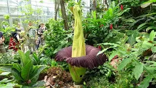Titan Arum at Botanical Garden in Basel, Switzerland