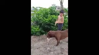 Bully Dog #lekthebestkennel