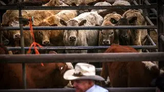 Tariffs mark &lsquo;stark shift&rsquo; to previous US-Australia free trade agreement