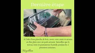 Semis des Tomates en serre chauffante
