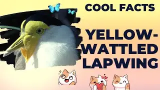 Yellow-wattled lapwing facts