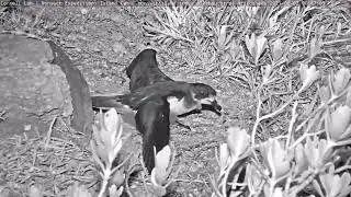 Bermuda Cahow Chick Explores Nonsuch Island For First Time! &ndash;&nbsp;June 2, 2021