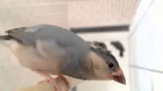 Young Java finch gets close