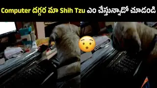 &ldquo;My Shih Tzu Visits My Workplace | Cute Office Dog Moments&rdquo; |Work Day Fun | Pet Care In Telugu