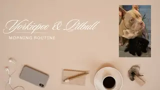 Unemployed:Soft but Realistic Life with Yorkiepoo & Pitbull | Interview, Smoothie, Clean Bed, Peace