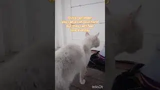 stray cat deserve love to