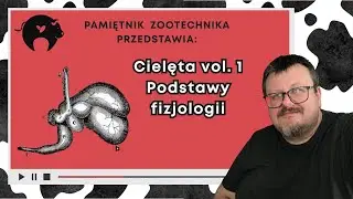 Cielęta cz 1 - Podstawy