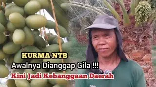 Cerita Petani Kurma Lombok, Awalnya Dianggap Gila Kini Dilirik Dunia || Kurma Rinjani (Kumari)