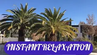 Relaxing Tropical Paradise: Palm Trees & Calm Breeze | Perfect for Stress Relief 🌴💨