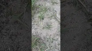 Rain predicting ants say INCOMING RAIN!