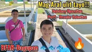 Hito (Catfish) Hatchery Training - Part1 Breeding Selection BFAR-DAGUPAN #aquaculture #catfish #fyp