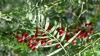 Schinus molle | Wikipedia audio article