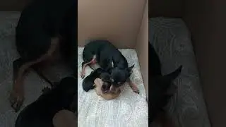Щенки той-терьера